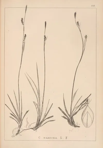 Herbier De La Flore Francaise Pl 1280