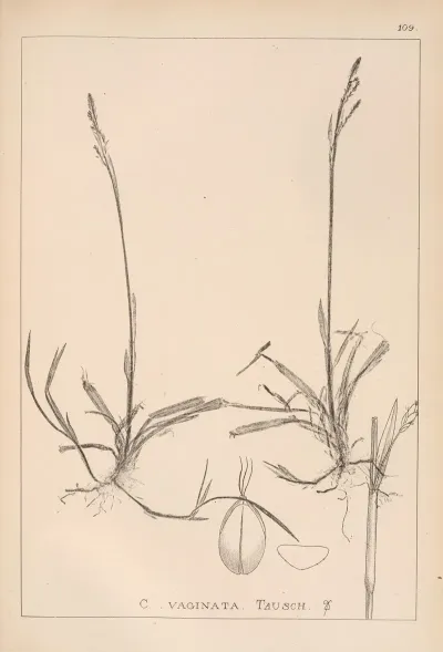 Herbier De La Flore Francaise Pl 1281