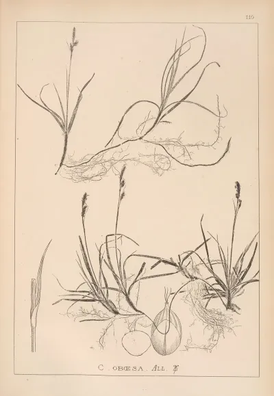 Herbier De La Flore Francaise Pl 1282