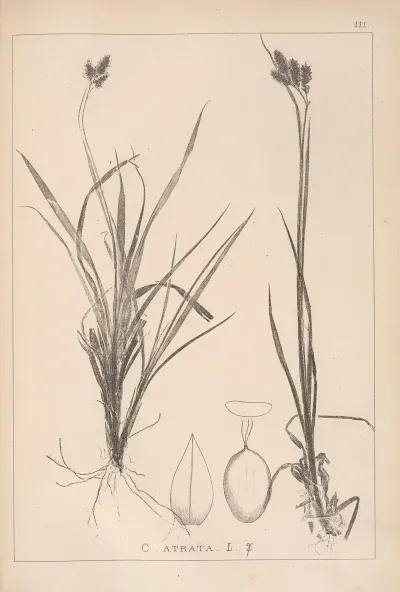 Herbier De La Flore Francaise Pl 1284