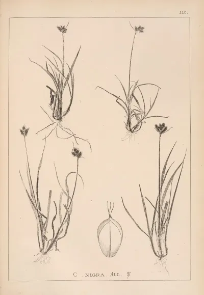 Herbier De La Flore Francaise Pl 1285