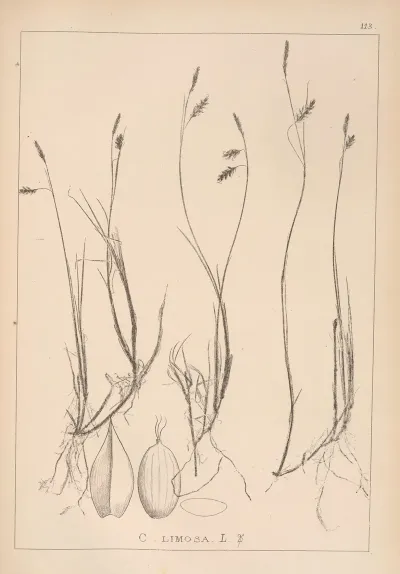 Herbier De La Flore Francaise Pl 1286