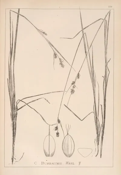 Herbier De La Flore Francaise Pl 1287