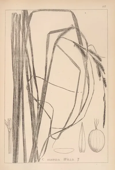 Herbier De La Flore Francaise Pl 1288