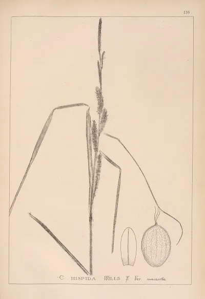 Herbier De La Flore Francaise Pl 1289