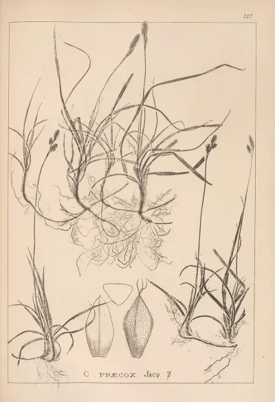 Herbier De La Flore Francaise Pl 1290