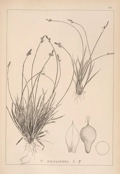 Herbier De La Flore Francaise Pl 1293