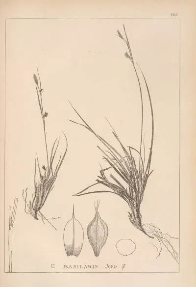 Herbier De La Flore Francaise Pl 1296