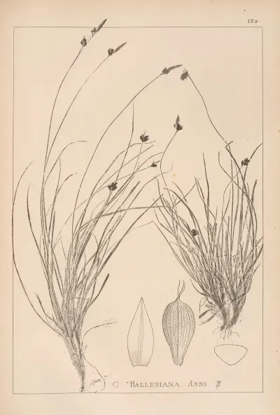 Herbier De La Flore Francaise Pl 1297