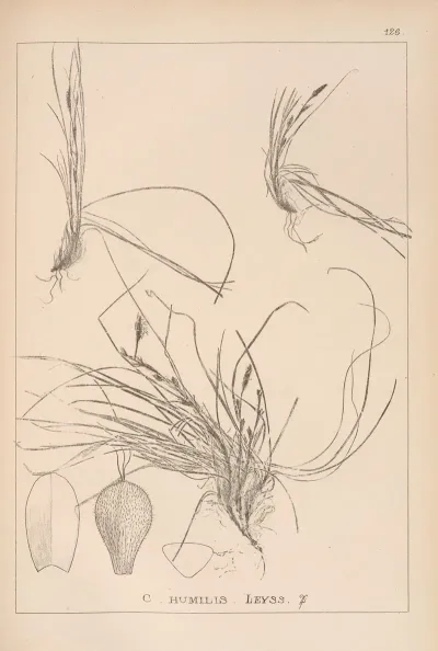 Herbier De La Flore Francaise Pl 1299