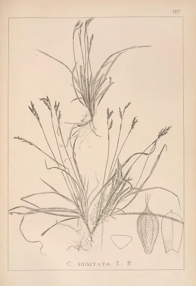 Herbier De La Flore Francaise Pl 1300
