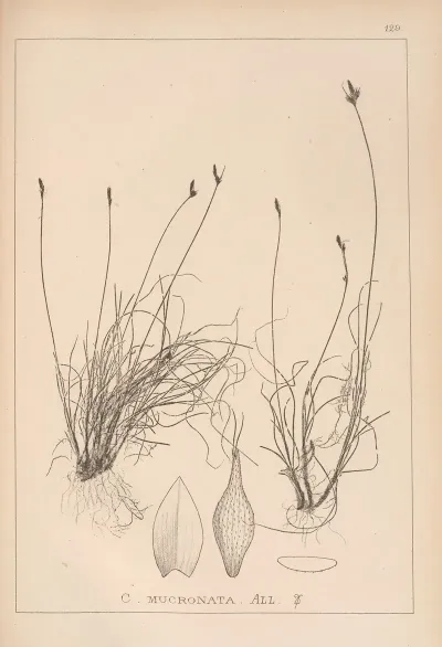 Herbier De La Flore Francaise Pl 1302