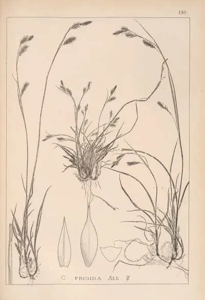 Herbier De La Flore Francaise Pl 1303