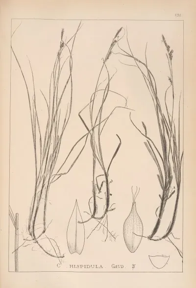Herbier De La Flore Francaise Pl 1304
