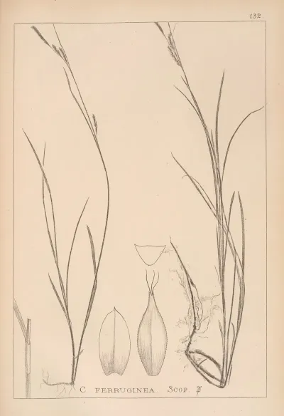 Herbier De La Flore Francaise Pl 1305