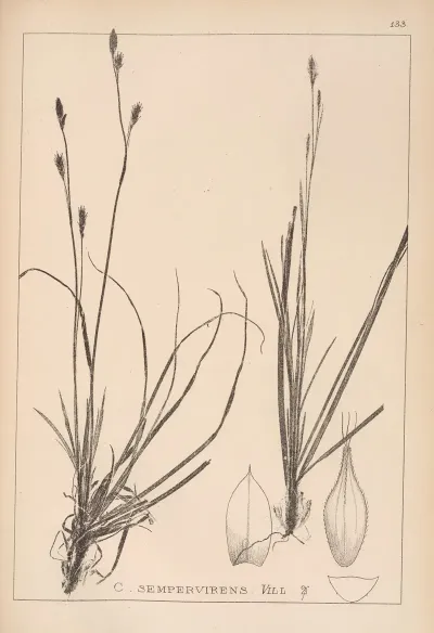 Herbier De La Flore Francaise Pl 1306