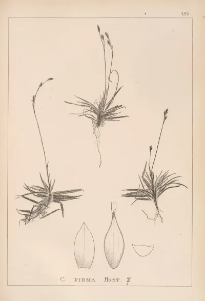 Herbier De La Flore Francaise Pl 1307