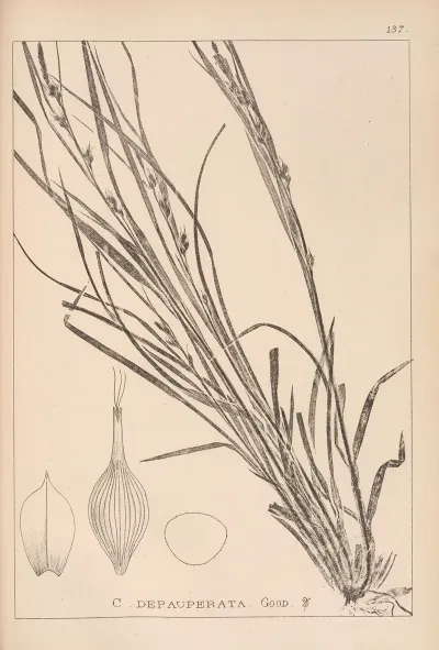Herbier De La Flore Francaise Pl 1310