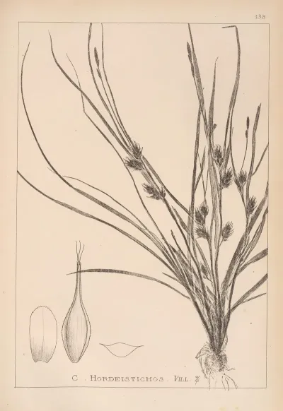 Herbier De La Flore Francaise Pl 1311