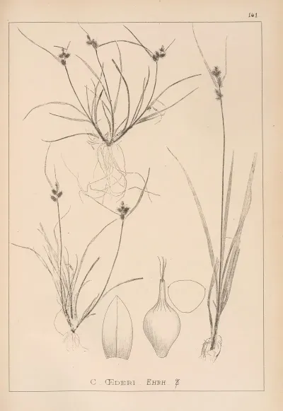 Herbier De La Flore Francaise Pl 1314