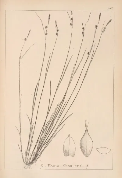 Herbier De La Flore Francaise Pl 1315
