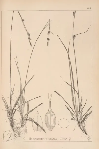 Herbier De La Flore Francaise Pl 1316