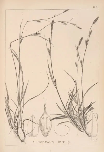 Herbier De La Flore Francaise Pl 1317