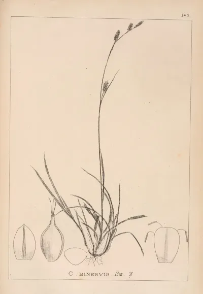 Herbier De La Flore Francaise Pl 1318