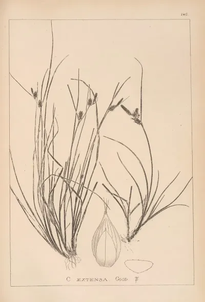Herbier De La Flore Francaise Pl 1319