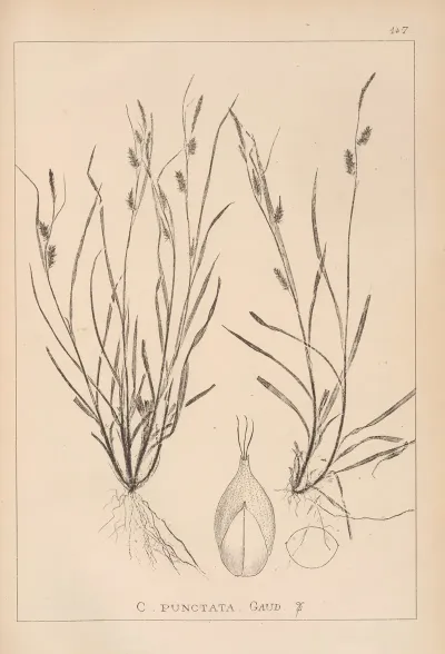 Herbier De La Flore Francaise Pl 1320