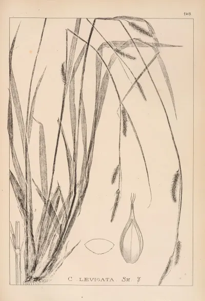 Herbier De La Flore Francaise Pl 1321