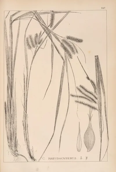 Herbier De La Flore Francaise Pl 1322