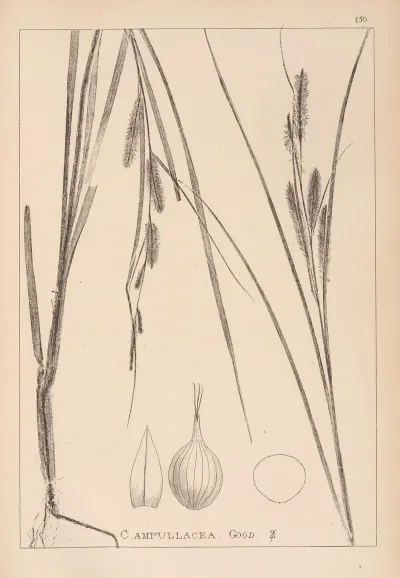 Herbier De La Flore Francaise Pl 1323