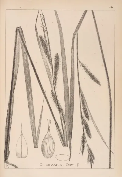 Herbier De La Flore Francaise Pl 1327