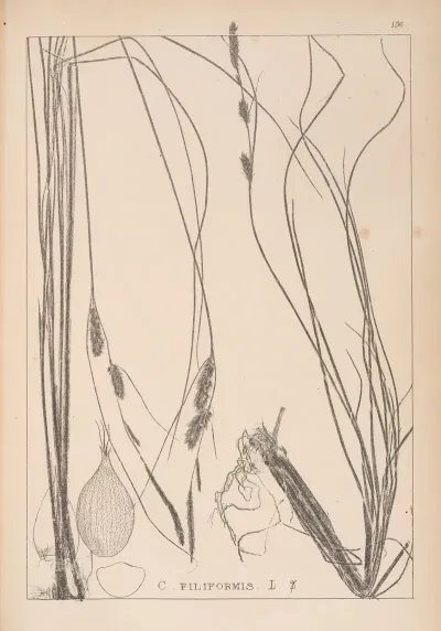 Herbier De La Flore Francaise Pl 1329