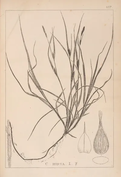 Herbier De La Flore Francaise Pl 1330
