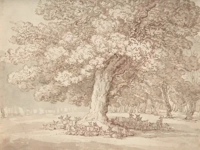 Herd Of Deer Under An Oak Tree