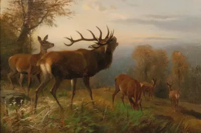 Herd Of Red Deer