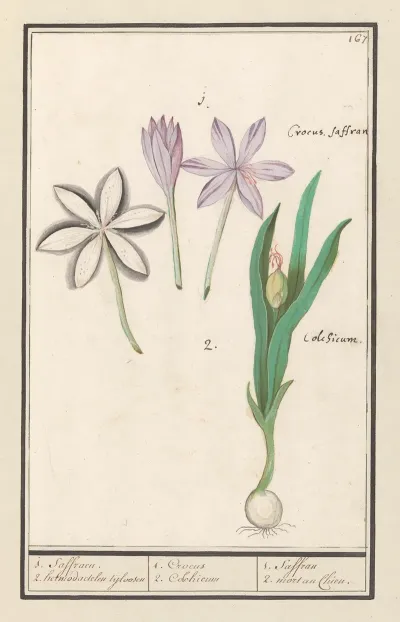 Herfsttijloos Colchicum Autumnale 1 Saffraen 2 Hermodactelen Tijloosen