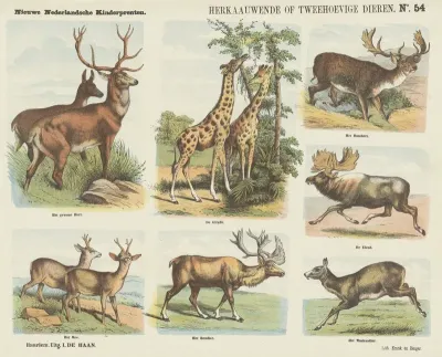 Herkaauwende Of Tweehoevige Dieren