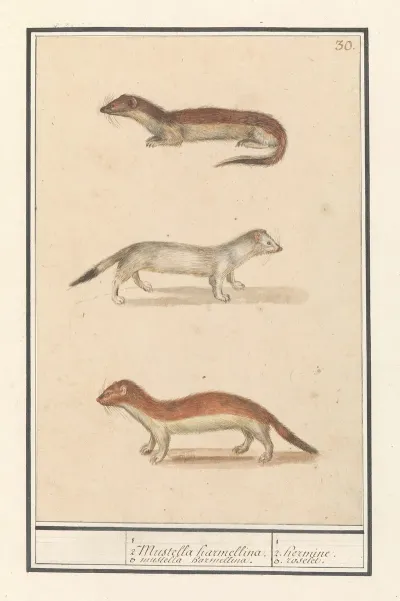 Hermelijn Mustela Erminea 1 2 Mustella Harmellina 3 Mustella Harmellina 1 2 Hermine 3 Roselet
