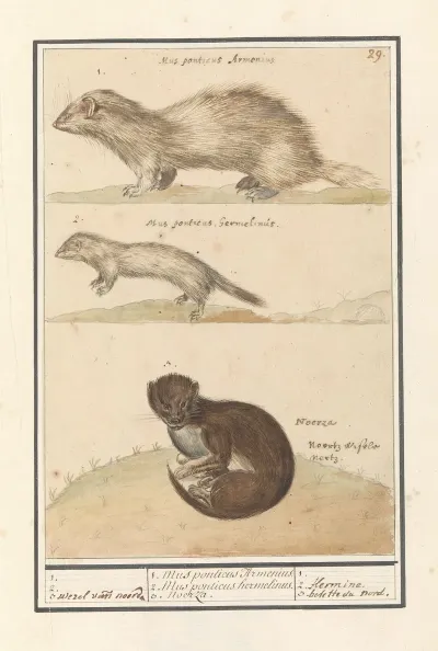 Hermelijn Mustela Erminea En Nerts Mustela Lutreola