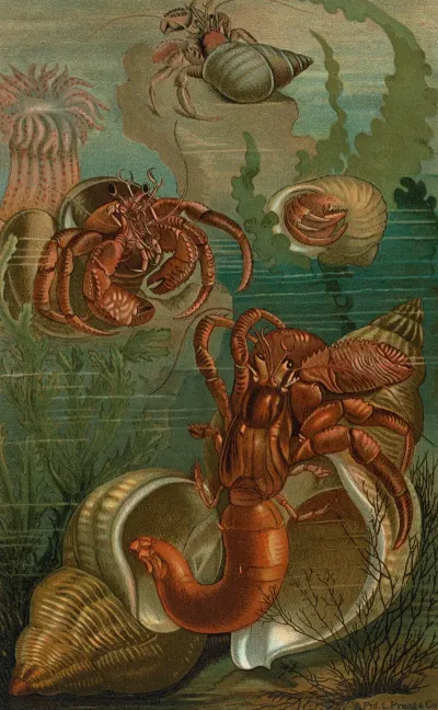 Hermit Crabs
