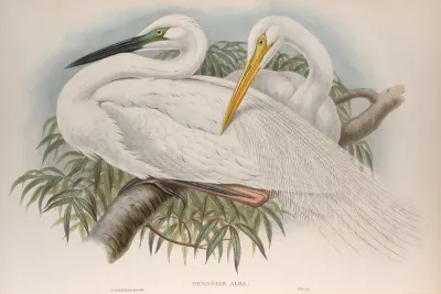 Herodias Alba Great White Egret Or White Heron