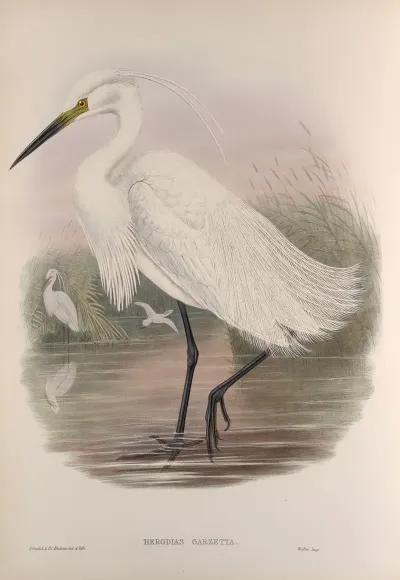 Herodias Garzetta Little Egret