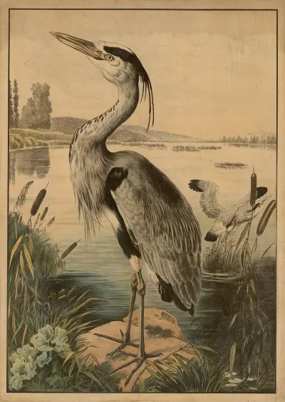 Heron 2