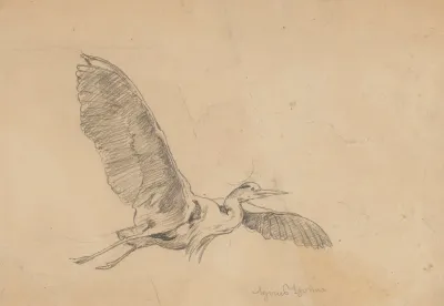 Heron In Flight