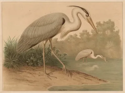 Herons