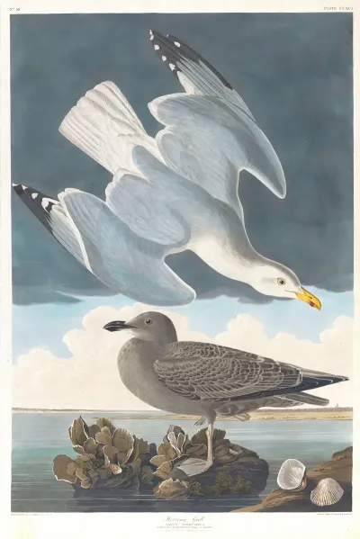 Herring Gull