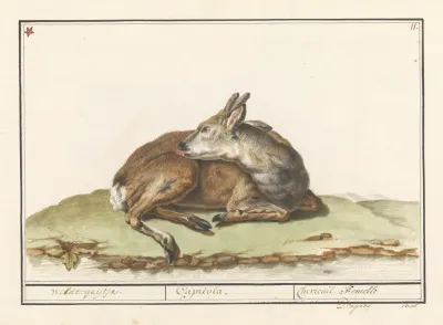 Hert Cervidae Wildt Geijtje Capriola Chevreuil Femelle